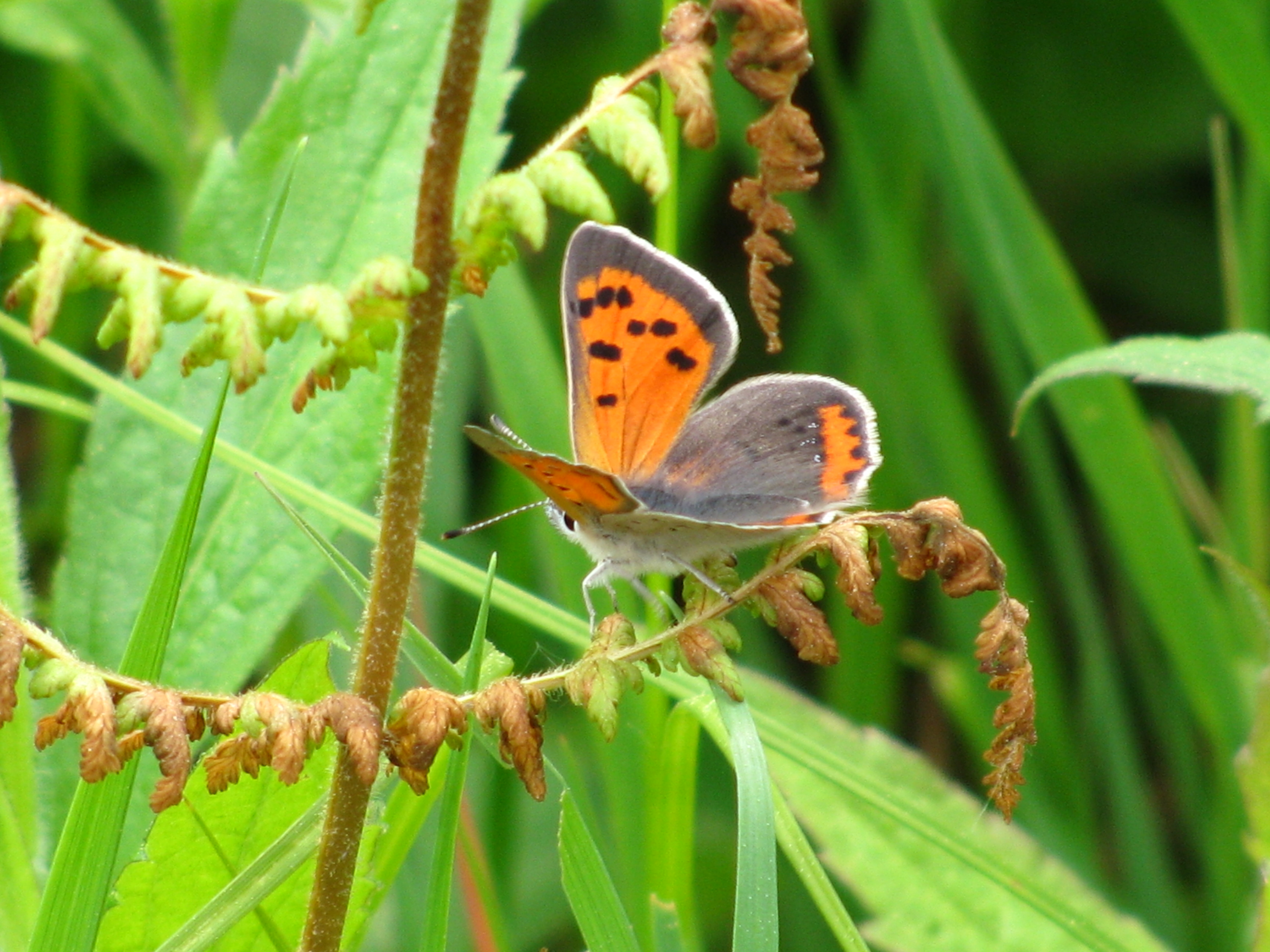 American copper butterfly | Esopus Creek Conservancy