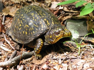 | Esopus Creek Conservancy