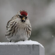 Annual Winter Bird Count